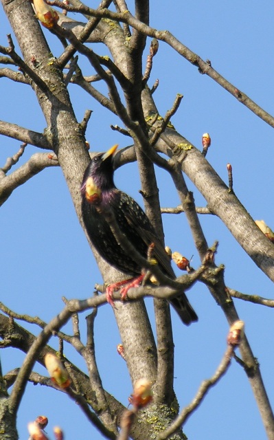 Storno - Sturnus vulgaris